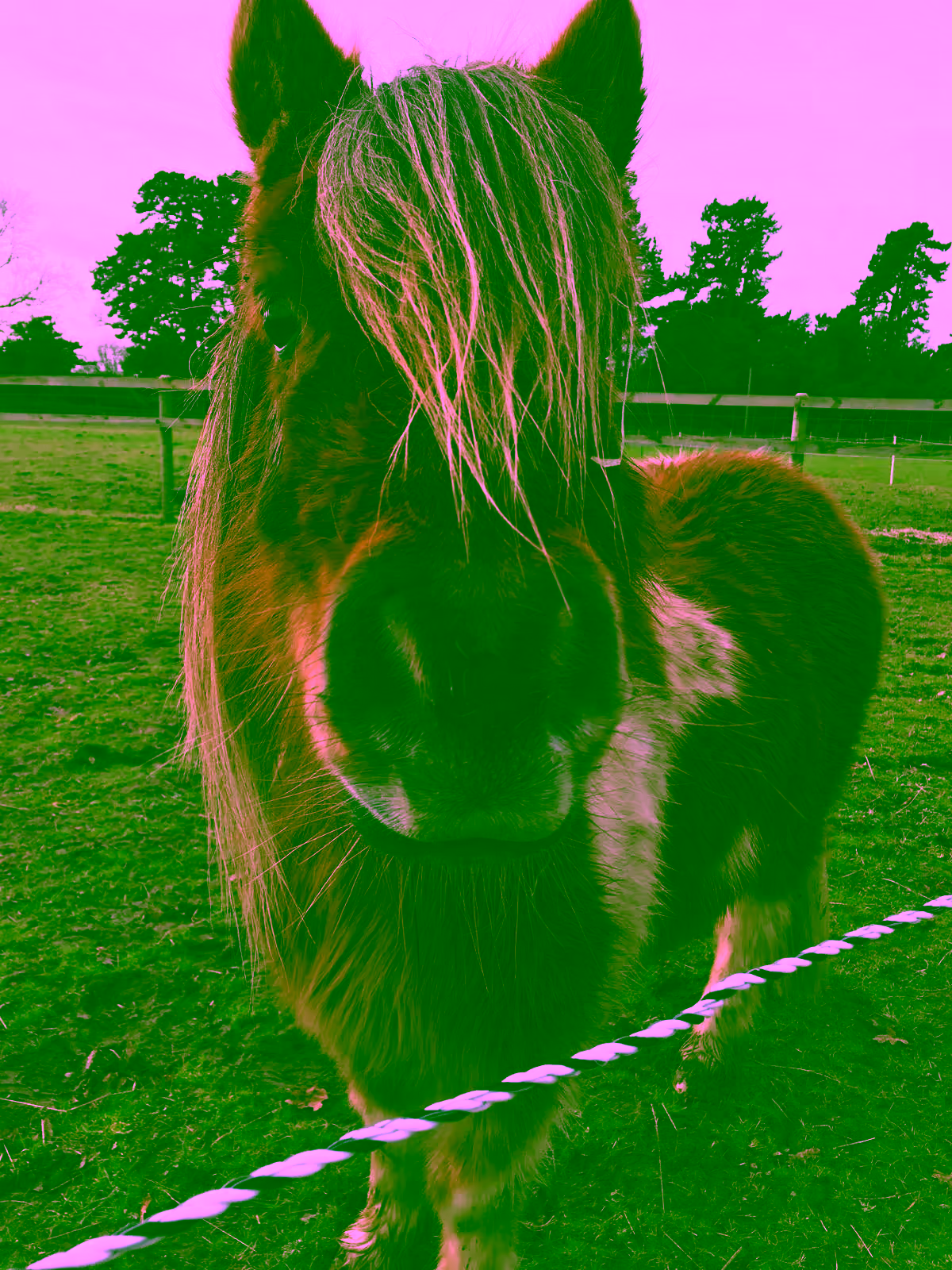 A close up of one of our equine friends