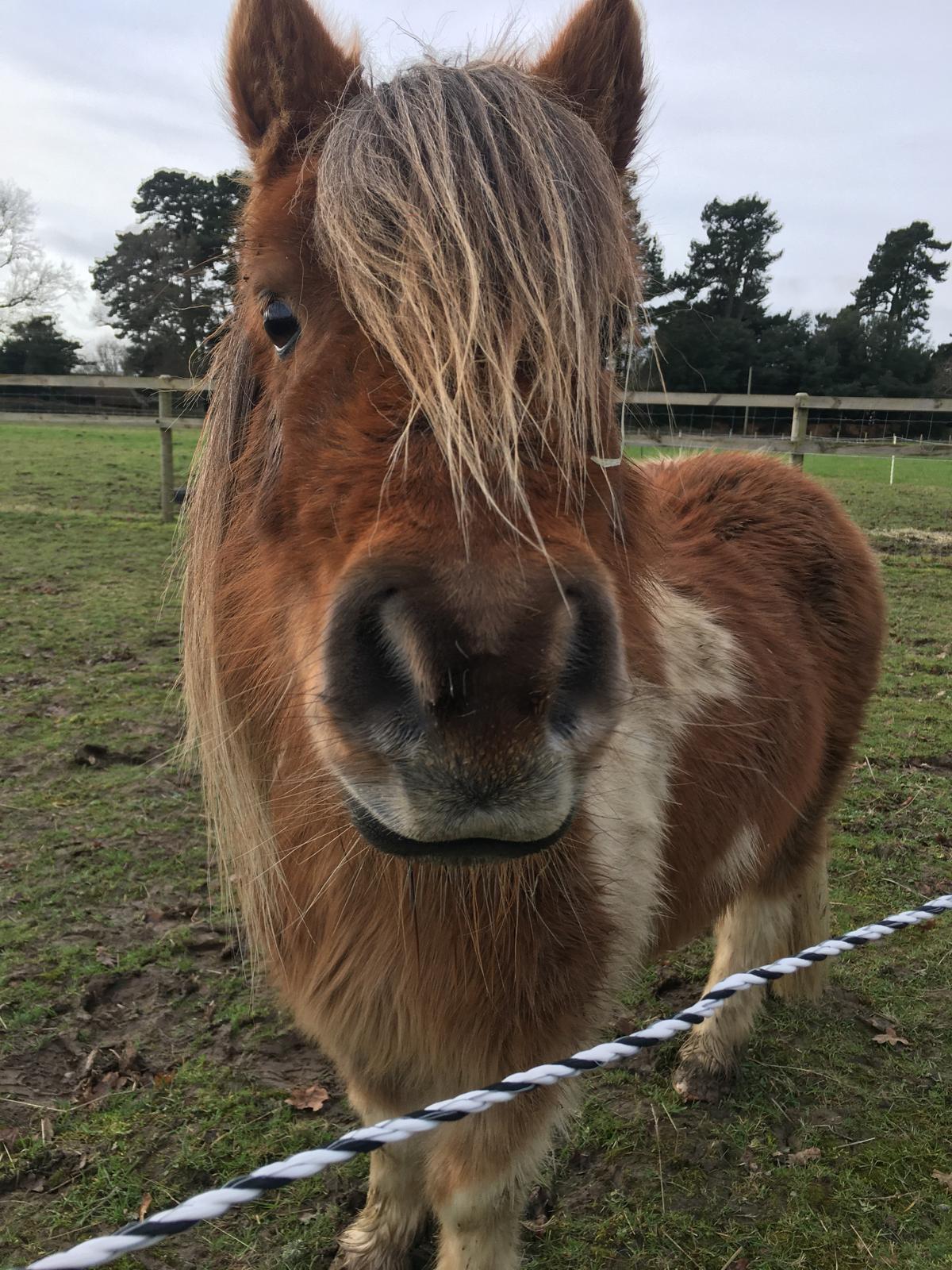 A close up of one of our equine friends